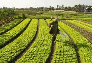 Đẩy nhanh tiến độ sản xuất vụ Đông