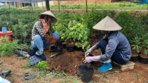 Đảm bảo nguồn cây giống trồng rừng