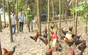 Đẩy mạnh chăn nuôi an toàn